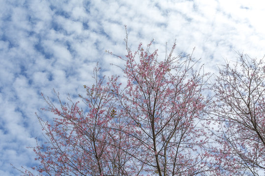 Winter pink cherry blossom (Sakura) flower foliage against sky backgrounds