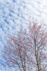 Winter pink cherry blossom (Sakura) flower foliage against sky backgrounds