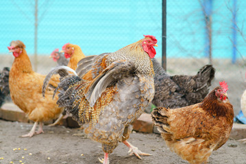 Hen living in the village