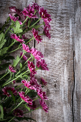 Asters and camera