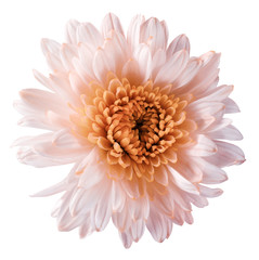 white-orange  flower chrysanthemum, garden flower, white  isolated background with clipping path.  Closeup. no shadows. orange centre. Nature.