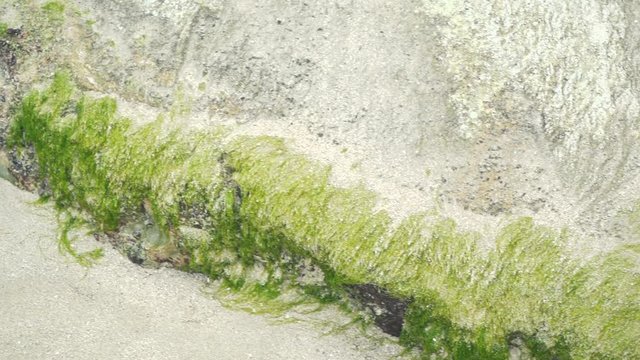 Gr&uuml;ne Algen auf gro&szlig;em stein auf Sandboden in Thailand