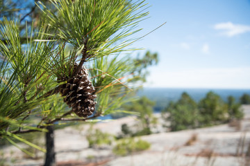 Pine cone and pine tree on Stone Mountain Georgia