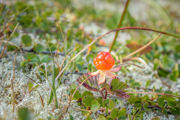 Close up of a single, orange cloudberry in the wild nature 