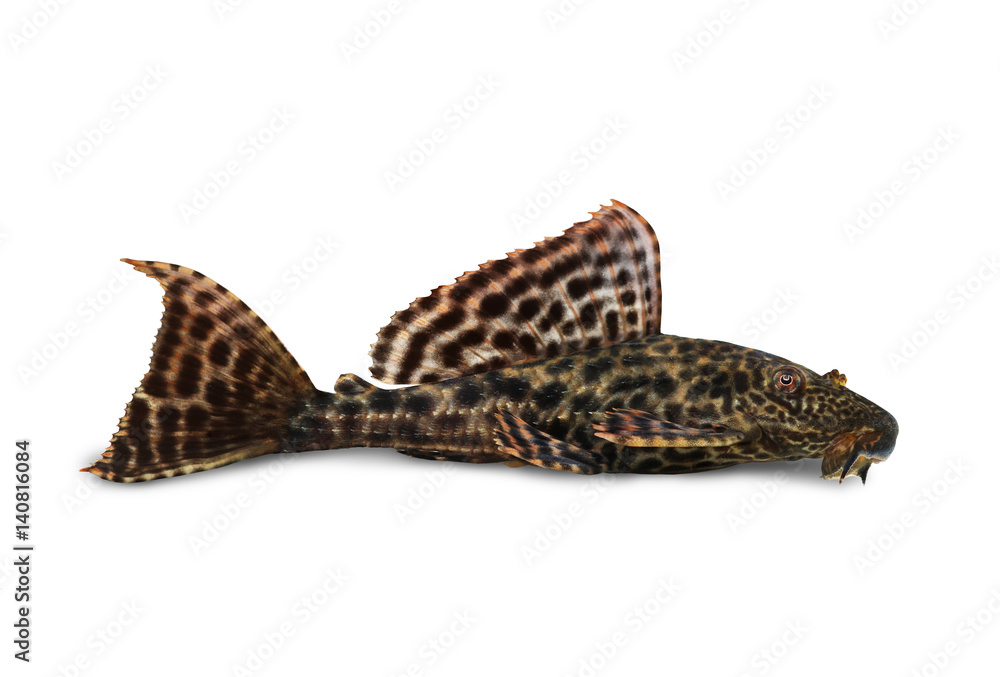 Wall mural Pleco Catfish Hypostomus Plecostomus aquarium fish 