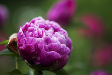 Peony Bloom