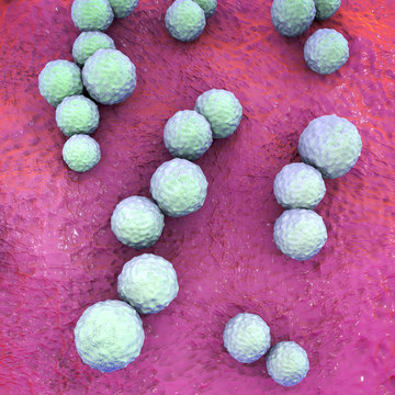 Streptococcus mutans bacteria, gram-positive cocci which cause dental caries, 3D illustration