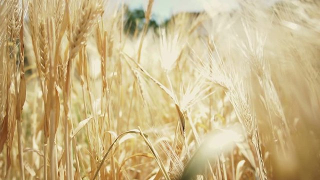 moving shot going through golden barley field, farm agriculture industry