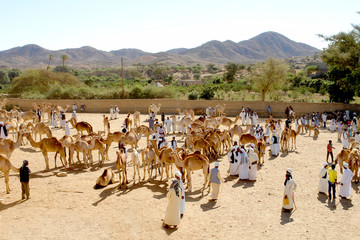 Keren Camel Market in Eritrea

 - obrazy, fototapety, plakaty