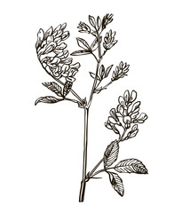 Vector images of medicinal plants. Detailed botanical illustration for your design. Lucerne