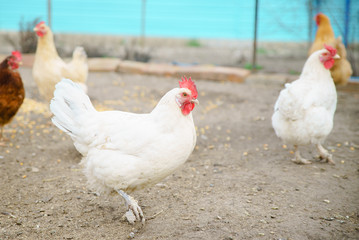 Hen living in the village