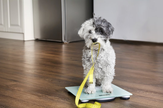 poodle dog sitting on weigh scales with measuring meter in the mouth
