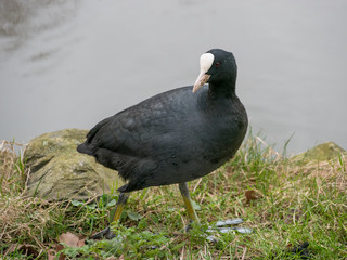 Eurasian coot (Fulica atra) walking across a lake.