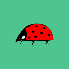 Ladybird isolated