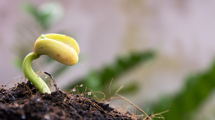 plant and seed to tree