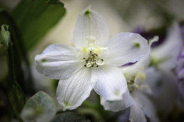 Fototapeta na wymiar white geranium