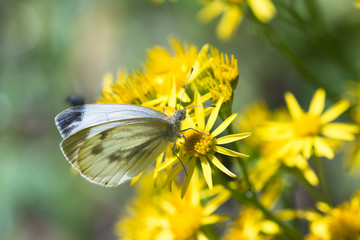 Kohlweißling auf gelben Blüten