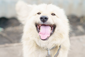 Obraz premium A dog on a chain