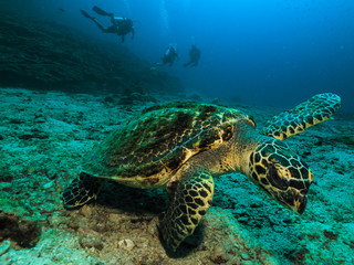 Fototapeta na wymiar Hawksbill turtle