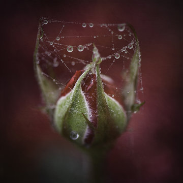 Raindrops On Roses