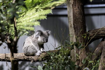 Koala was sitting alone on a tree