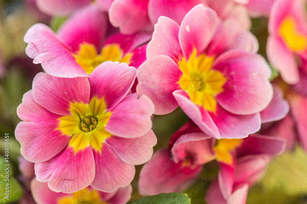 Wall mural Pink flower, beautiful garden flowers