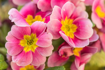 Pink flower, beautiful garden flowers