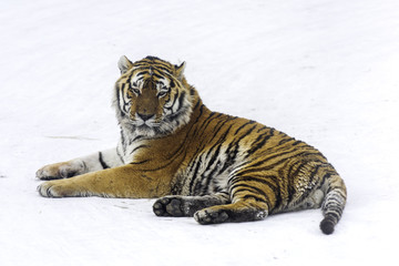 Siberian tiger at winter time