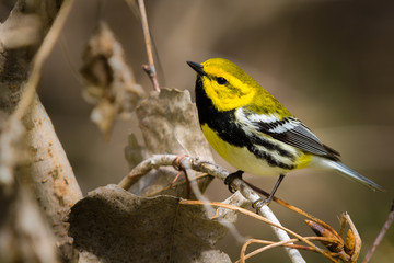 Black throated Green Warbler