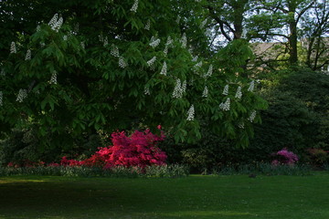 Fototapeta premium Ein Garten