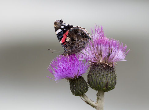 Painted lady butterfly