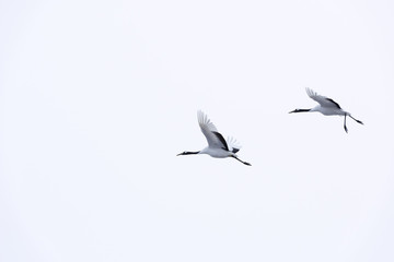 Red crown cranes flying in the sky