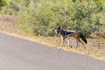 Black backed jackal