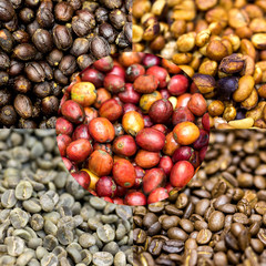 coffee beans showing various stages of roasting from raw through to Italian roast