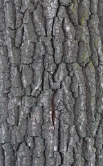 
Texture of a tree and a board. relief and close-up