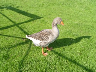 Farm Goose