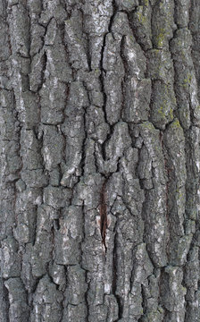 
Texture of a tree and a board. relief and close-up