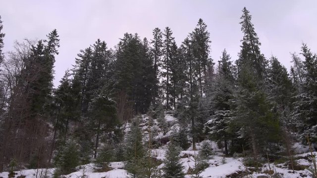 Pan view on Strandlykkja forest, snowy day, Hedmark, Norway
