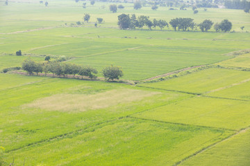 Green field, view from a height at noon
