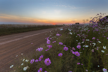 Cosmos flowers next to dirt road