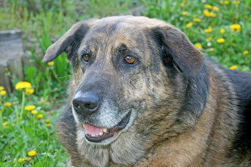 Dicker alter Hund in der Wiese
