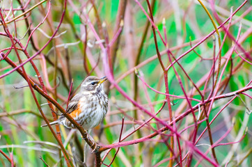 Song bird and spring forest bushes branches