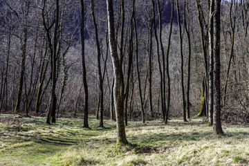 Obraz premium Alberi