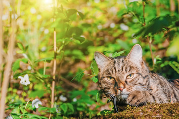 Naklejka na ściany i meble The cat hunts in the spring forest the green grass