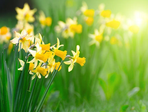 Yellow spring narcissus flowers and green leaves
