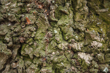 Background of a bark tree texture