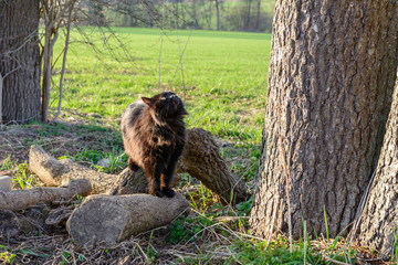 Katze schaut auf den Baum