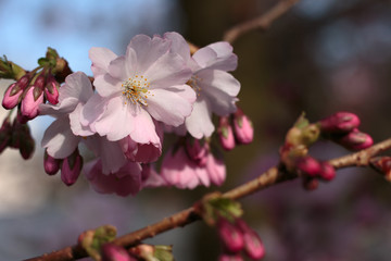 Frühe Zierkirsche