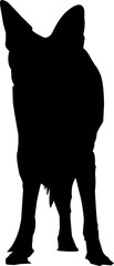 Silhouette of a blackbacked jackal digitally hand drawn vector illustration