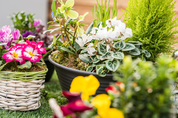 Composition florale colorée